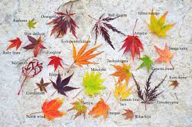 The 24 container is $295.00; Japanese Maple Leaf Comparison And Fall Color Comparison Japanese Maple Varieties Japanese Maple Coral Bark Japanese Maple