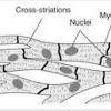 May 25, 2021 · histology is the study of the microscopic structure of tissue; Https Encrypted Tbn0 Gstatic Com Images Q Tbn And9gctc9j36zes69u0snietl Eddtniidolr Sctcckhn1ugb2benru Usqp Cau