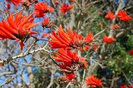 Image result for Corallocarpus triangularis