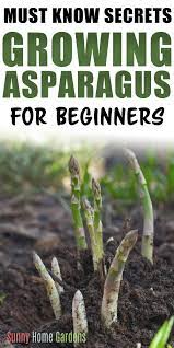 How To Grow And Care For Asparagus Growing Asparagus Asparagus Plant Fall Garden Vegetables