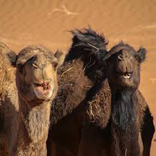 Whatever happens, i will never trust him again. Luxury Glamping In The Sahara Desert Luxe Adventure Traveler