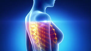 Find the perfect chest anatomy stock photo. Female Scan Chest Organs Anatomy Stock Footage Video 100 Royalty Free 1332514 Shutterstock