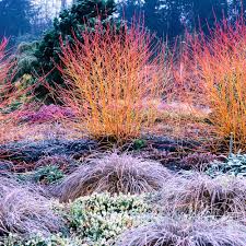 Uk mainland delivery from £8.95. Cornus Sanguinea Plant Midwinter Fire Suttons