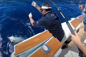 Maybe you would like to learn more about one of these? Fishing Blog Mediterranean South Of France Yfs