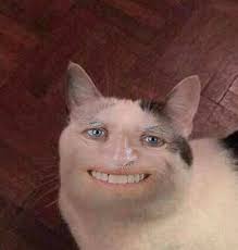 Boys Will Be Boys Animal Memes Funny Cat Faces Cat Memes