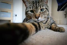 Selfie Meraklisi Muzur Kedi Elanhotelistanbul Istanbul Cat Catsofistanbul Selfie Cute Cats And Kittens Cats Cat Breeds