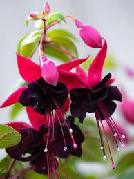 Fuchsia Flower Seeds Fuchsia Flower Fuchsia Flowers