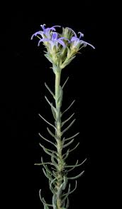 Image result for Wahlenbergia huttonii