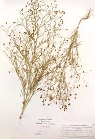 Image result for Schkuhria pinnata