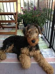 Our puppies are listed for. Airedale Terrier Pup Terrier Dog Breeds Dog Breeds Airedale Dogs