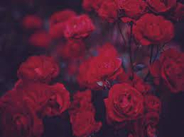 Choose from a curated selection of aesthetic wallpapers for your mobile and desktop screens. Grunge Rose Aesthetic Desktop Wallpapers Top Free Grunge Rose Aesthetic Desktop Backgrounds Wallpaperaccess