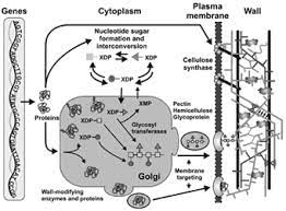 This provides structural support to the cell. Plant Cell Wall Basics