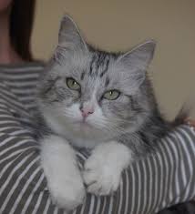 Black And White Kitty Names 20 Female Names For Grey And White Cats Grey And White Cat Cute Cat Names Grey Cat Names