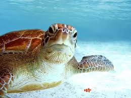 Underwater Photography Portfolio Best Photos From The World S Most Beautiful Reefs Travel Underwater Photograph Sea Turtle Print Sea Turtle Sea Turtle Art