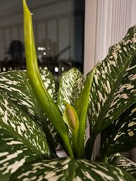 Image result for dieffenbachia flower