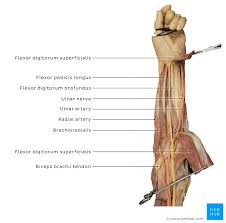The long and ring finger tendons lie superficial to the index and small finger tendons. Dupuytren S Contracture And Disease A Case Study Kenhub