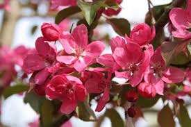 Among the most prized of ornamental trees, flowering crabapples have long been a staple of landscape gardening. Crab Apple Malus Rudolf Chew Valley Trees