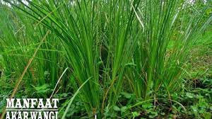 Dentl subiana dewl (1996) perbandingan konsentrasi asam indolasetat dalam rumput grinting dan rumput gajah di musim penghujan. Obat Rumput Pada Tanaman Padi Info Kece