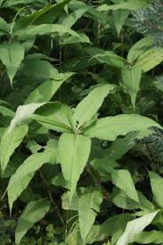 Image result for Polystachya leonardiana