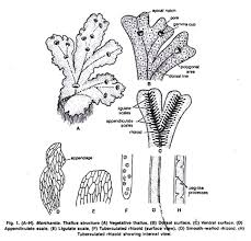 Can someone explain this diagram ill give branilest if you give correct answer. Life Cycle Of Marchantia With Diagram Hepaticopsida
