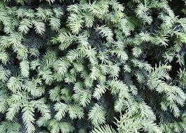 Sichtschutz Die 12 Besten Heckenpflanzen Heckenpflanzen Hecke Pflanzen Pflanzen