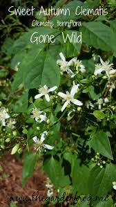 We did not find results for: Sweet Autumn Clematis Gone Wild