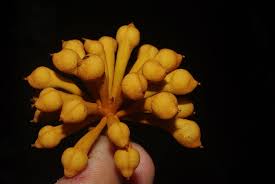 Image result for Artabotrys likimensis