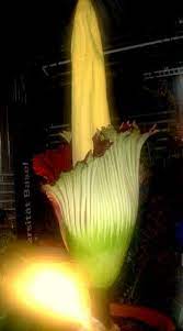 Amorphophallus Titanus Or Corpse Flower Give Off An Odor Like That If A Corpse Corpse Flower Flowers Corpse