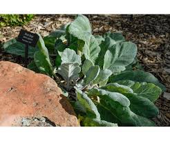 Image result for Xerophyta argentea