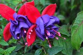 Blue Eyes Cvetenie Rasteniya Cvetochnyj