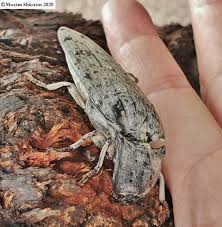 Image result for Coleus psammophilus