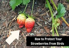 How to put bird netting over strawberries. How To Protect Your Strawberries From Birds One Hundred Dollars A Month