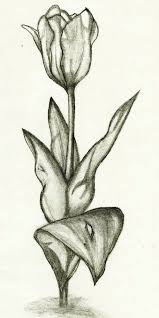 Tutorial Gambar Bunga Tulip Sketsa Gambar Bunga Tulip Nan Unik Resep Untuk Dicoba Bunga Muat Turun Bermacam Contoh Gamba Di 2020 Sketsa Bunga Tulip Cara Menggambar
