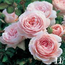 Queen Of Sweden In 2021 Rose Garden Design Hybrid Tea Roses Rose Flower