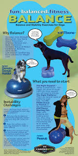 Balance And Core Exercises For Your Dog With The K9fitbone By Canine Gym Gear And Dogtread Agility Training For Dogs Dog Training Dog Training Obedience