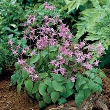 Image result for Vepris grandifolia