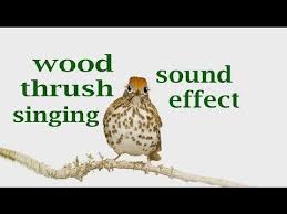 The Animal Sounds Wood Thrush Singing Sound Effect Animation Animal Sounds Animal Books Animated Animals