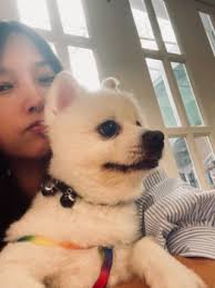 Top Pet House Sitting in Sheung Wan with Best Prices