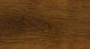 Image result for Lovoa swynnertonii