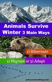 How Do Animals Survive The Winter In Rocky Mountains Jake S Nature Blog Animals That Hibernate Winter Animals Adaptations