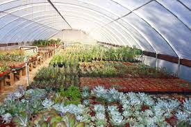 Bach's greenhouse and cactus nursery. Cactus Nursery Tucson Az Bach S Greenhouse Cactus Nursery