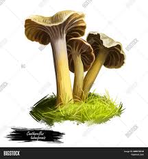 Maybe you would like to learn more about one of these? Cantharellus Image Photo Free Trial Bigstock