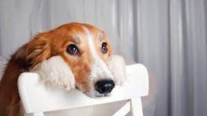 Masturbacion En Perros Todo Lo Que Debes Saber Consumer