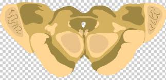 Superior Colliculus Inferior Colliculus Midbrain Brainstem Corpora Quadrigemina Brain People Human Brain Agy Png Klipartz The corpora quadrigemina is part of the mesencephalon region of the brain. klipartz