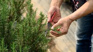 Image result for rosemary pruning