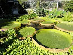 Sieh dir an, was botanischer garten (botanischergartene2) auf pinterest, der weltweit größten sammlung von ideen, entdeckt hat. Bild Botanischer Garten Erlangen Zu Botanischer Garten Der Universitat Erlangen Nurnberg In Erlangen