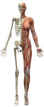 As a fitness professional and an exam candidate, there is no way of getting around the fact that you need to know your anatomy! 71 Body Parts In Spanish And How To Talk About Them