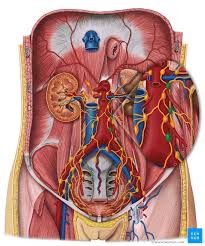 These lymph nodes receive drainage from the gastrointestinal tract and the abdominal organs. Retroperitoneal Space And Associated Lymph Nodes Kenhub