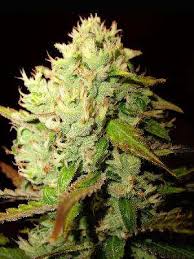 A seed bank (also seed banks or seeds bank) stores seeds to preserve genetic diversity; Medicalijuana Feminised Holland Seed Bank