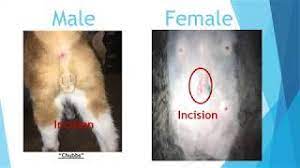 A spay is a routine, elective surgery for sterilization for female pets your pet should wear a cone (also known as an elizabethan collar) at all times until the incision site is how long does it take to heal after a spay or neuter? Cat Before After Care New Hope Clinic